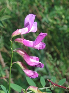 Vicia spp.